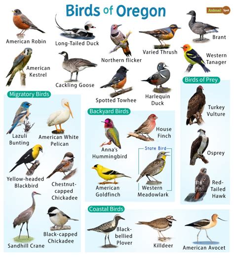 List of Common Birds Found in Oregon – Facts with Pictures