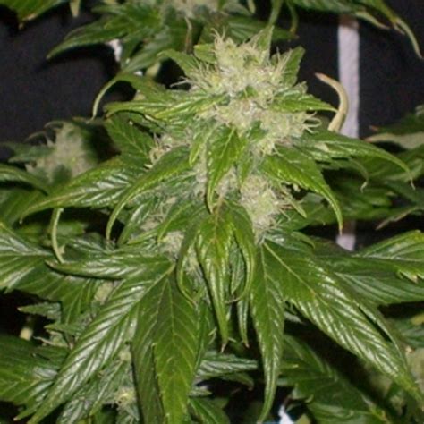 Ducksfoot Marijuana Strain Information & Reviews | AllBud