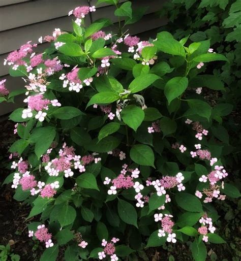 A tough, reliably blooming hydrangea. — Plant and Bloom Design Studio