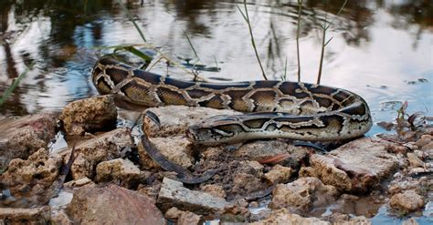 Burmese Python vs Ball Python: What Are the Differences? - A-Z Animals