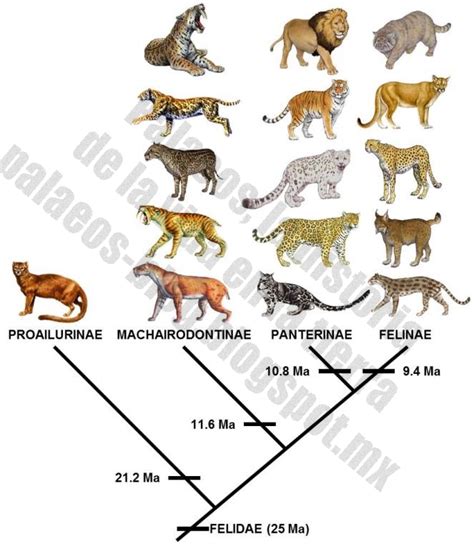 Palaeos, la historia de la Vida en la Tierra: Notas cortas: mordidas gatunas