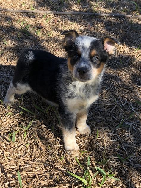 Austrailian Blue Heeler Puppies For Sale | Texas 151, TX #322813