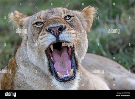 Close-up of Lioness roaring directly at camera with blurred grassland background Stock Photo - Alamy