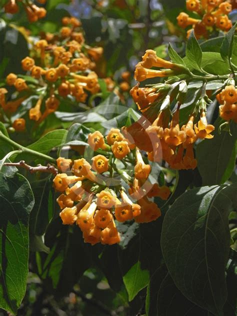 Cestrum aurantiacum | Yellow Cestrum, Orange Cestrum information & photos