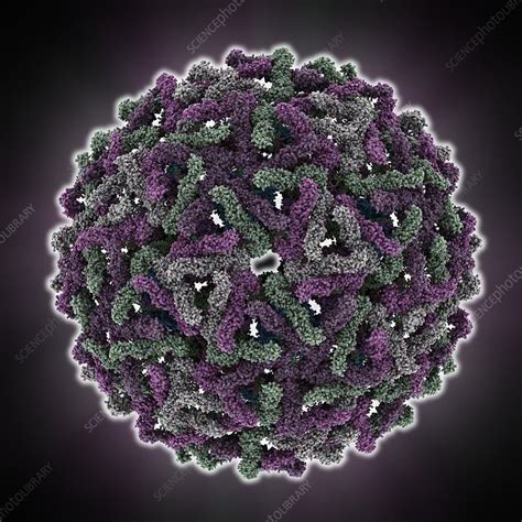 Dengue virus capsid, molecular model - Stock Image - C014/2848 ...