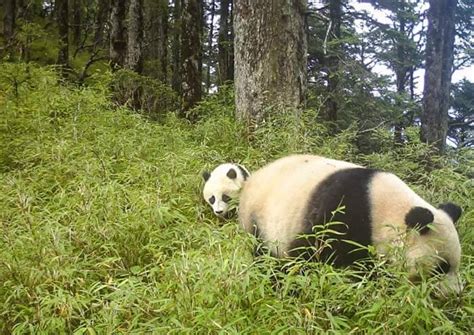 2 Days Wolong Panda Volunteer Tour, Wolong Panda Tour from Chengdu