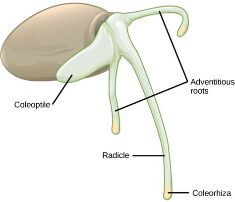 Difference Between Coleoptile and Coleorhiza | Compare the Difference Between Similar Terms