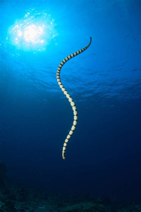 Sea Snakes (Hydrophiinae) - SLS Beachsafe