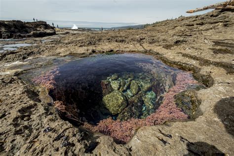 Tide Pool - Botanical Beach, Juan De Fuca Provincial Park,… | Flickr