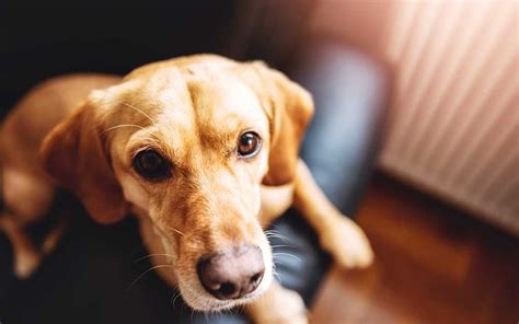 Dog Arthritis Symptoms Owners Should Watch For | Reader's Digest