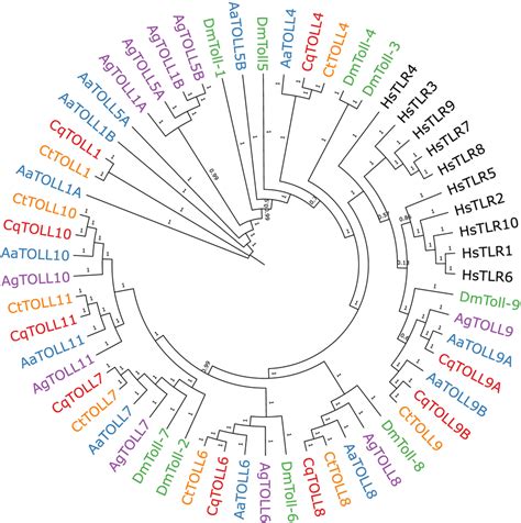 Bayesian inference of phylogeny of Culex quinquefasciatus (Cq), Culex ...