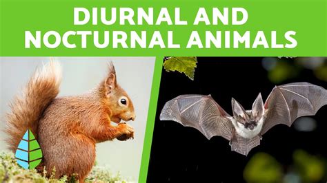 Diurnal and Nocturnal Animals for Children 🦇🌙 +15 Examples - YouTube