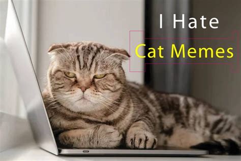 National Cat Day Memes 2023: Funny Memes Pictures & Images - GSMArena