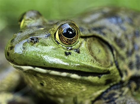 14 Types of Frogs Found in Texas! (ID Guide) - Bird Watching HQ