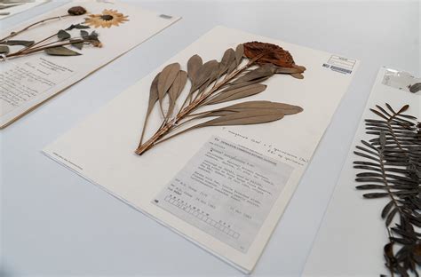 Herbarium collection | Botanic Gardens of Sydney