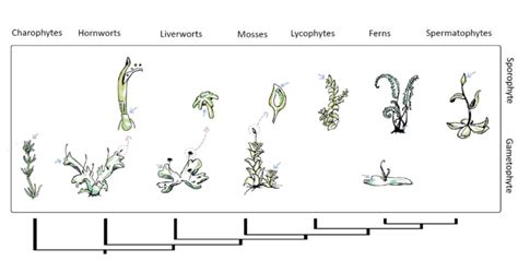 Phylogeny of streptophyte and schematic location of shoot apical ...