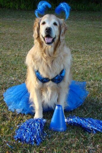 Pin by D'Etta Kelly on 3 Goldens | Golden retriever halloween, Golden retriever halloween ...