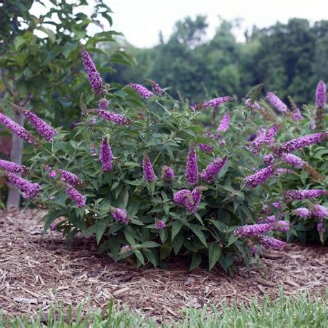 Butterfly Bush: Varieties with Pictures, & How to Care for It