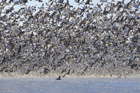 Snow geese lift off en masse in the afternoon at Loess Bluffs National Wildlife Refuge. | FWS.gov