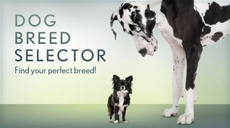 dog breed finder selector - Dog Breeders Guide