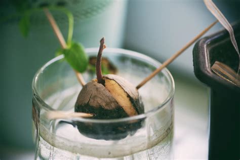 How to Propagate Your Own Avocado Tree — 5 Tips to Growing Your Own ...