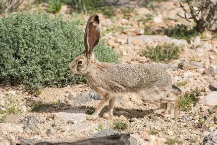 Black-Tailed JackRabbit | The Animal Facts | Appearance, Diet, Habitat