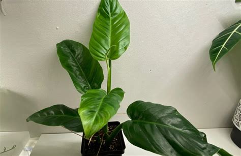 Philodendron Angustialatum: Care & Propagation Guide