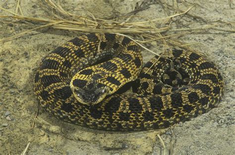 11 non-venomous snakes you want in your backyard