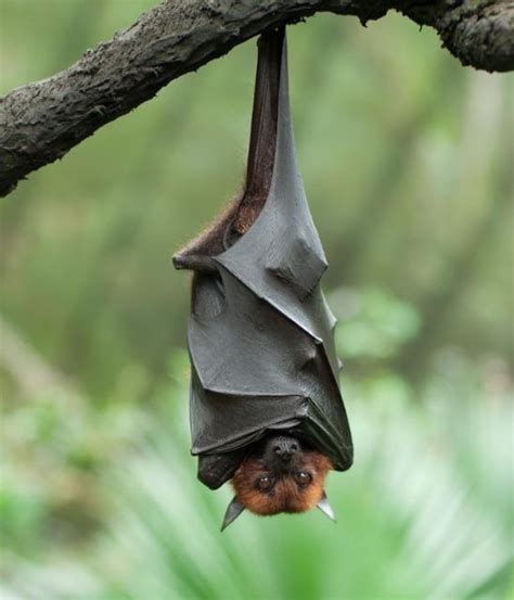 Bat Hanging Upside Down Pictures, Photos, and Images for Facebook ...