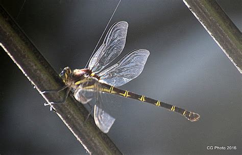 Giant Petaltail Dragonfly | Project Noah