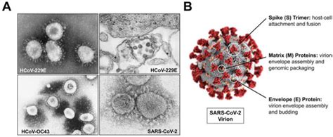 Microorganisms | Free Full-Text | Evaluating the Virology and Evolution ...