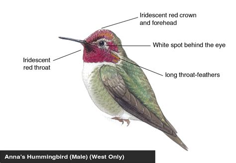 Anna's Hummingbird (male) identification diagram | Bird Academy • The ...