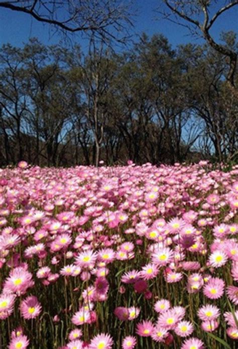 The incredible Wildflowers of Western Australia - West Australian Explorer