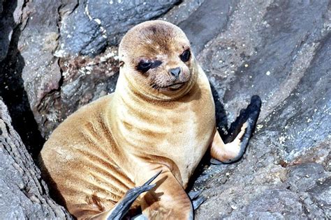 Galápagos Sea Lion – "OCEAN TREASURES" Memorial Library