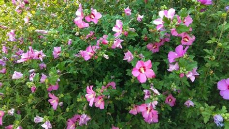 How to Prune Hibiscus - Here's How!