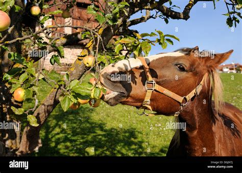 Horse eating apples, Bolzano, South Tyrol, Tyrol, Italy, Europe Stock Photo, Royalty Free Image ...