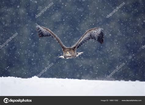 Eagle flying through snow — Stock Photo © OndrejProsicky #166611592