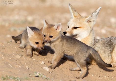 Cape Fox | Pet fox, Cute animals, Fox pups