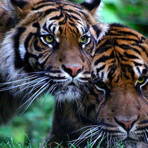 Tigre de Sumatra | Les animaux | ZooParc de Beauval