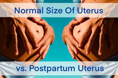 Normal Size of Uterus VS. Postpartum Uterus - Unina