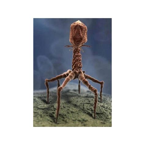 T4 bacteriophage under an Electron Microscope by Studio1224