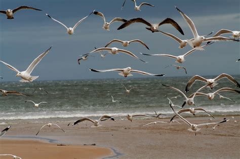 LA CARABA EN BICICLETA...: GAVIOTAS