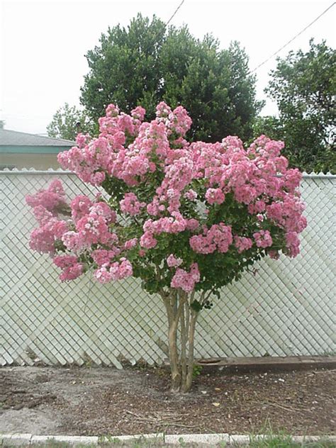 Autumn Flowering Clematis: Flowering Ornamental Trees Zone 6