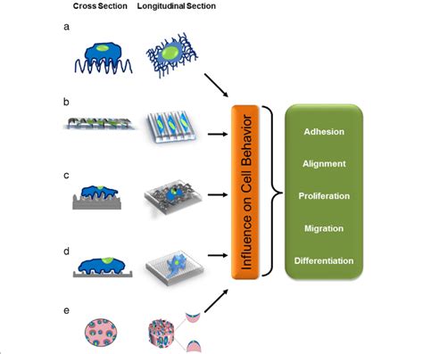 Cellular response to the biophysical microenvironment. Biomaterials... | Download Scientific Diagram