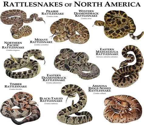 Rattlesnakes of the North America Poster Print in 2020 | Poisonous snakes, Northern pacific ...