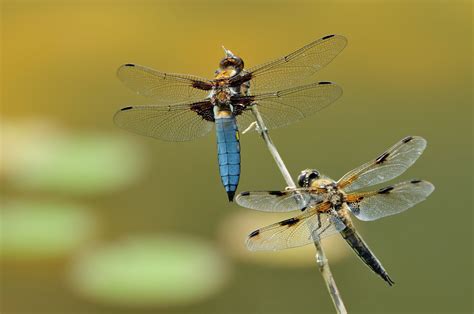 two blue and black dragonflies sitting on top of each other