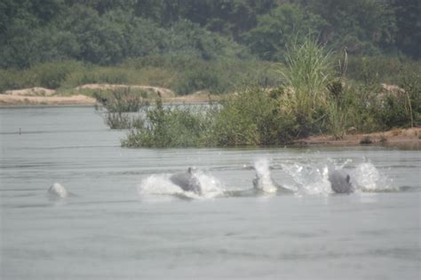 Mekong dolphins on the brink of extinction | WWF