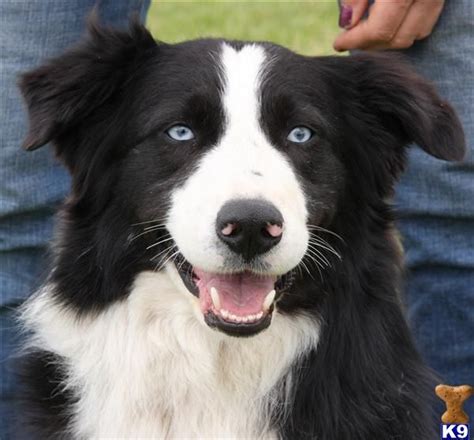 Australian Shepherd, black bi | Australian shepherd, Animal smile, Shepherd puppies