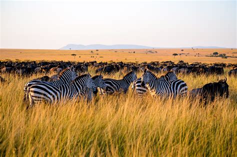 Free photo: Zebra Eating Grass - Africa, Summer, Plain - Free Download ...