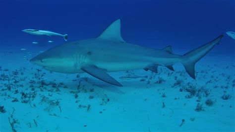 Bull Shark vs Great White - What's the Difference? - Fished That